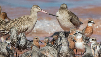 Broome 2018 7D-Mark-II_AS_180329_9700.jpg