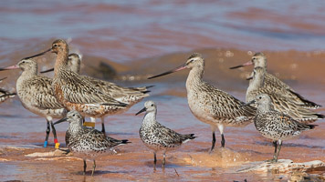 Broome 2018 7D-Mark-II_AS_180329_9704.jpg