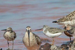 Broome 2018 7D-Mark-II_AS_180329_9711.jpg