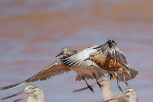 Broome 2018 7D-Mark-II_AS_180329_9719.jpg