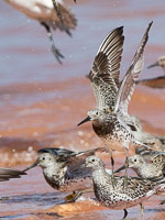 Broome 2018 7D-Mark-II_AS_180329_9723.jpg