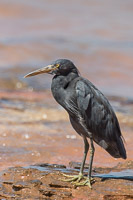 Broome 2018 7D-Mark-II_AS_180329_9744.jpg