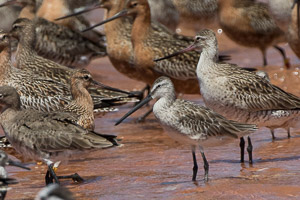 Broome 2018 7D-Mark-II_AS_180329_9772.jpg