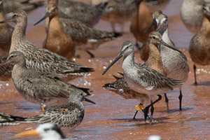 Broome 2018 7D-Mark-II_AS_180329_9775.jpg