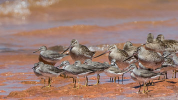 Broome 2018 7D-Mark-II_AS_180329_9798.jpg