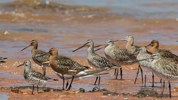 Broome 2018 7D-Mark-II_AS_180329_9838.jpg