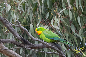 Superb Parrot R5_AS_231130_1493-Bearbeitet.jpg