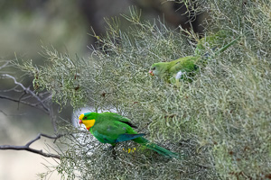 Superb Parrot R5_AS_231130_1556-Bearbeitet.jpg