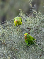 Superb Parrot R5_AS_231130_1622-Bearbeitet.jpg