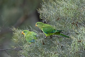 Superb Parrot R5_AS_231130_1633-Bearbeitet.jpg