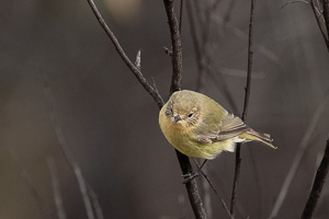 Yellow Thornbill R5_AS_231130_1703.jpg