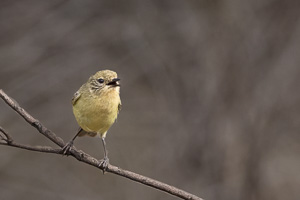 Yellow Thornbill R5_AS_231130_1730-Bearbeitet.jpg