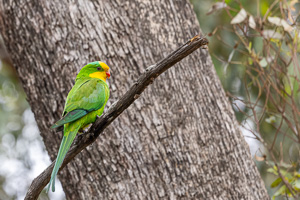 Superb Parrot R5_AS_231130_1938-Bearbeitet.jpg
