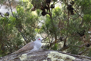 Diamond Dove R5_AS_231130_2011.jpg