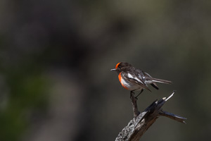 Red-capped Robin R5_AS_231130_2042-Bearbeitet-2.jpg
