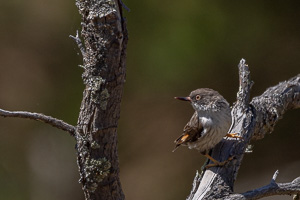 Varied Sittella R5_AS_231130_2133.jpg