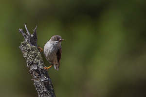 Varied Sittella R5_AS_231130_2141.jpg