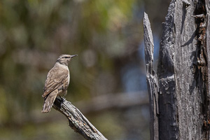 Brown Treecreeper R5_AS_231130_2319.jpg