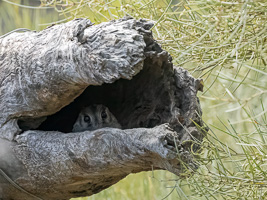Owlet Nightjar R5_AS_231130_2379-Bearbeitet.jpg