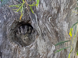 Owlet Nightjar R5_AS_231130_2386.jpg