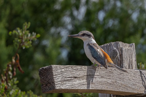 Red-backed Kingfisher R5_AS_231130_2486-Bearbeitet.jpg