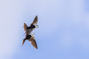 White-backed Swallow R5_AS_231130_2565.jpg
