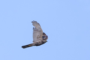 Collard Sparrowhawk R5_AS_231130_2648.jpg