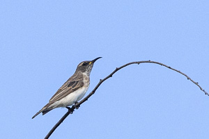 Black Honeyeater R5_AS_231130_2710.jpg