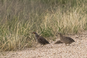 Stubble Quail R5_AS_231130_2799-Bearbeitet.jpg
