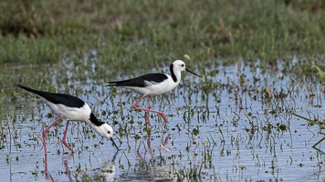 Pied Stilt R5_AS_231130_2820.jpg