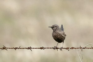 Brown Songlark R5_AS_231130_2853-Bearbeitet.jpg