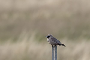 Dusky Woodswallow R5_AS_231130_2869-Bearbeitet.jpg