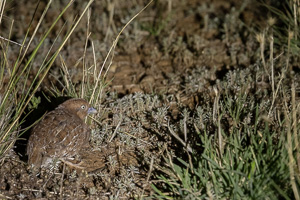 Little Buttonquail R5_AS_231130_2919.jpg