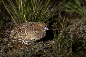 Little Buttonquail R5_AS_231130_2926.jpg
