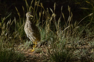 Plains Wanderer R5_AS_231130_2935.jpg