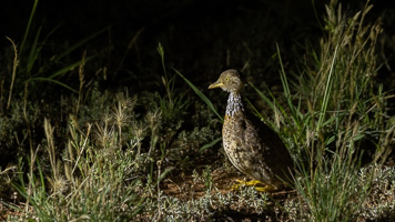 Plains Wanderer R5_AS_231130_2947.jpg