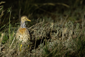 Plains Wanderer R5_AS_231130_2950.jpg