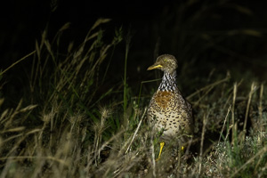 Plains Wanderer R5_AS_231130_2951.jpg