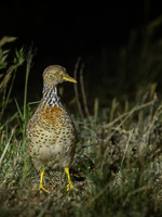 Plains Wanderer R5_AS_231130_2953.jpg