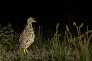 Plains Wanderer R5_AS_231130_2963.jpg