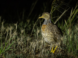 Plains Wanderer R5_AS_231130_2967.jpg