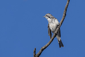Striped Honeyeater R5_AS_231201_3152.jpg