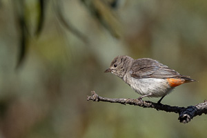 Mistletoebird, female R5_AS_231201_3231.jpg