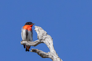 Mistletoebird, male R5_AS_231201_3279.jpg