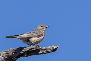 Striped Honeyeater R5_AS_231201_3354.jpg