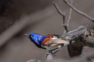 Purple-backed Fairywren R5_AS_231201_3400.jpg