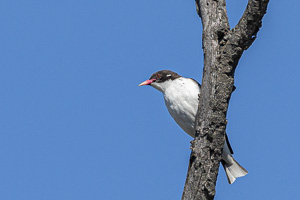 Painted Honeyeater R5_AS_231201_3438.jpg