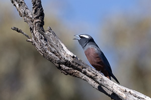 White-browed Woodswallow R5_AS_231201_3521.jpg