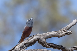 White-browed Woodswallow R5_AS_231201_3702.jpg
