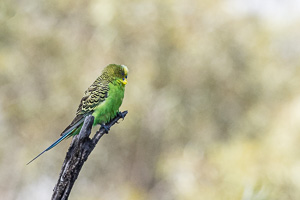 Budgerigar R5_AS_231201_3713.jpg